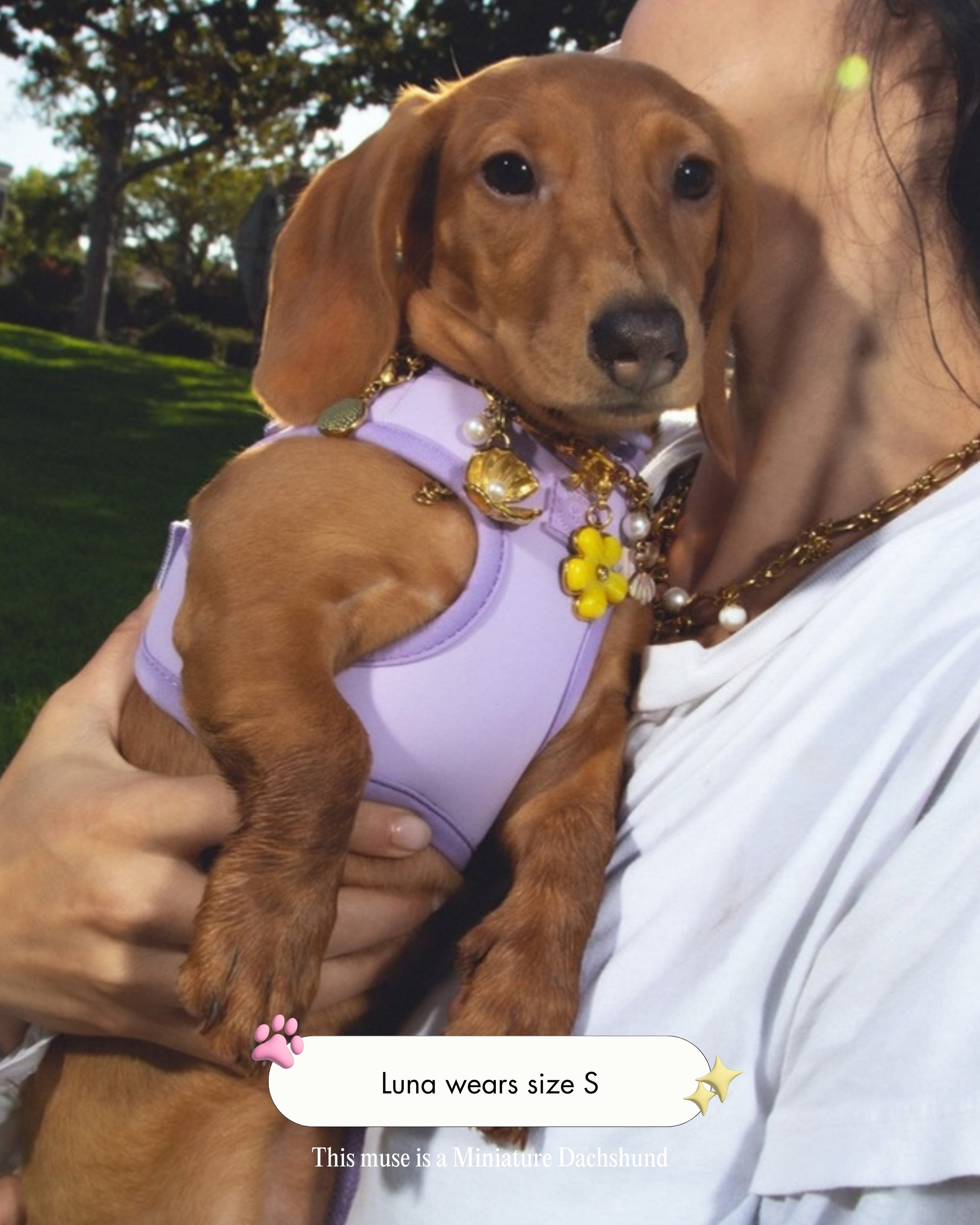 Luna the Miniature Dachshund wearing the Step and Go Harness in Lilac, size S