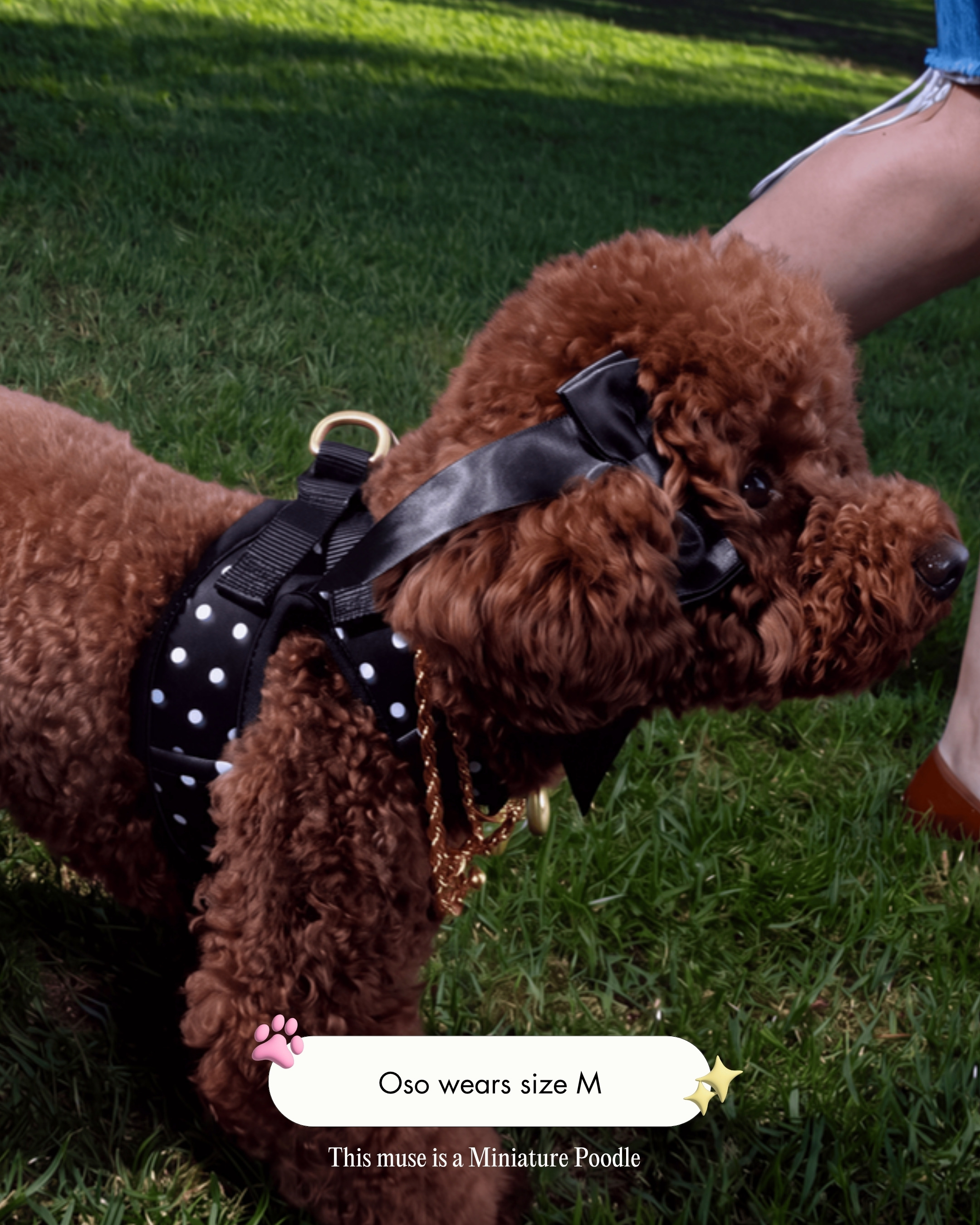Oso the Miniature Poodle wearing the Step and Go Harness in Midnight Polka Dot, size M