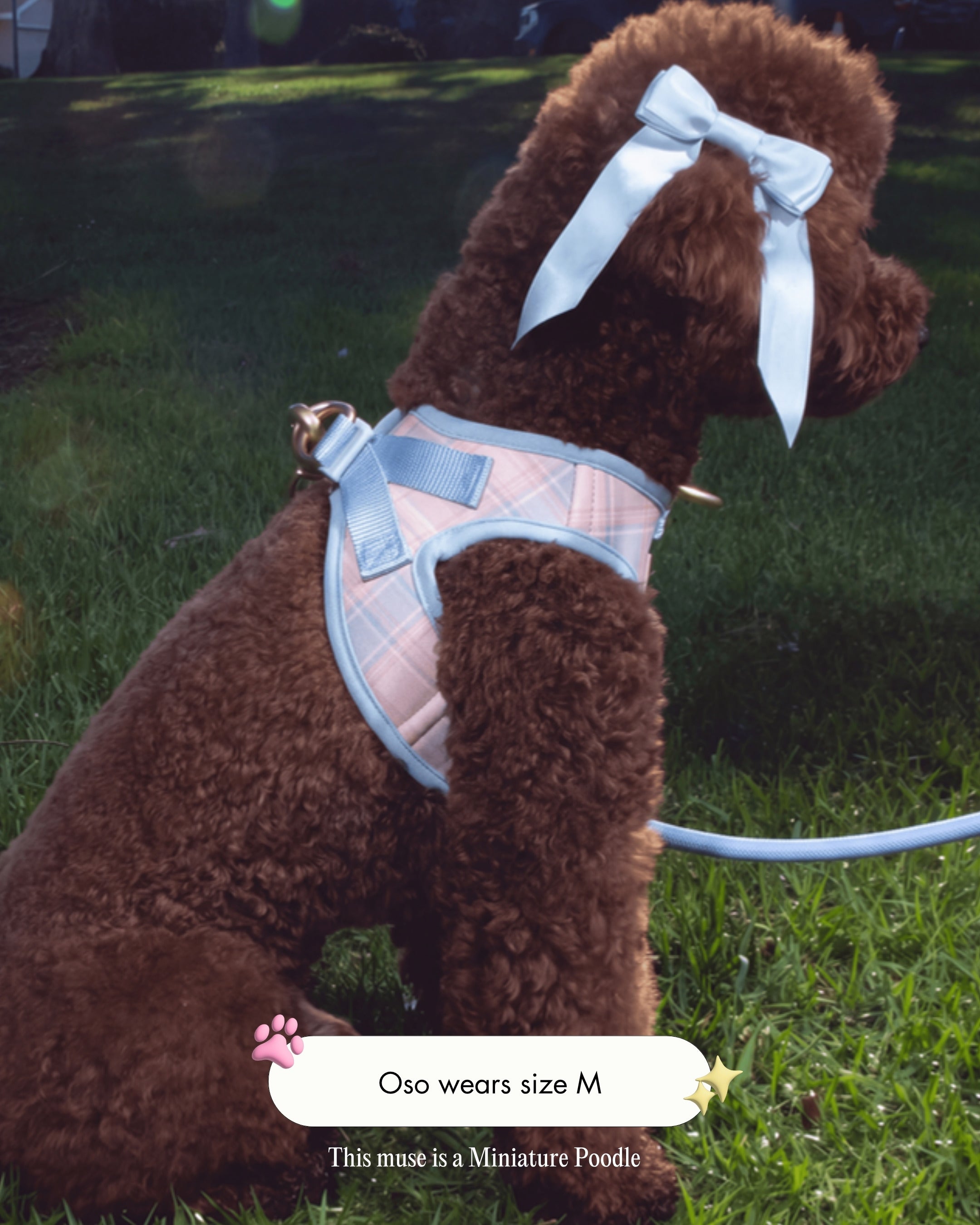 Oso the Miniature Poodle wearing the Step and Go Harness in Seaside Plaid, size M