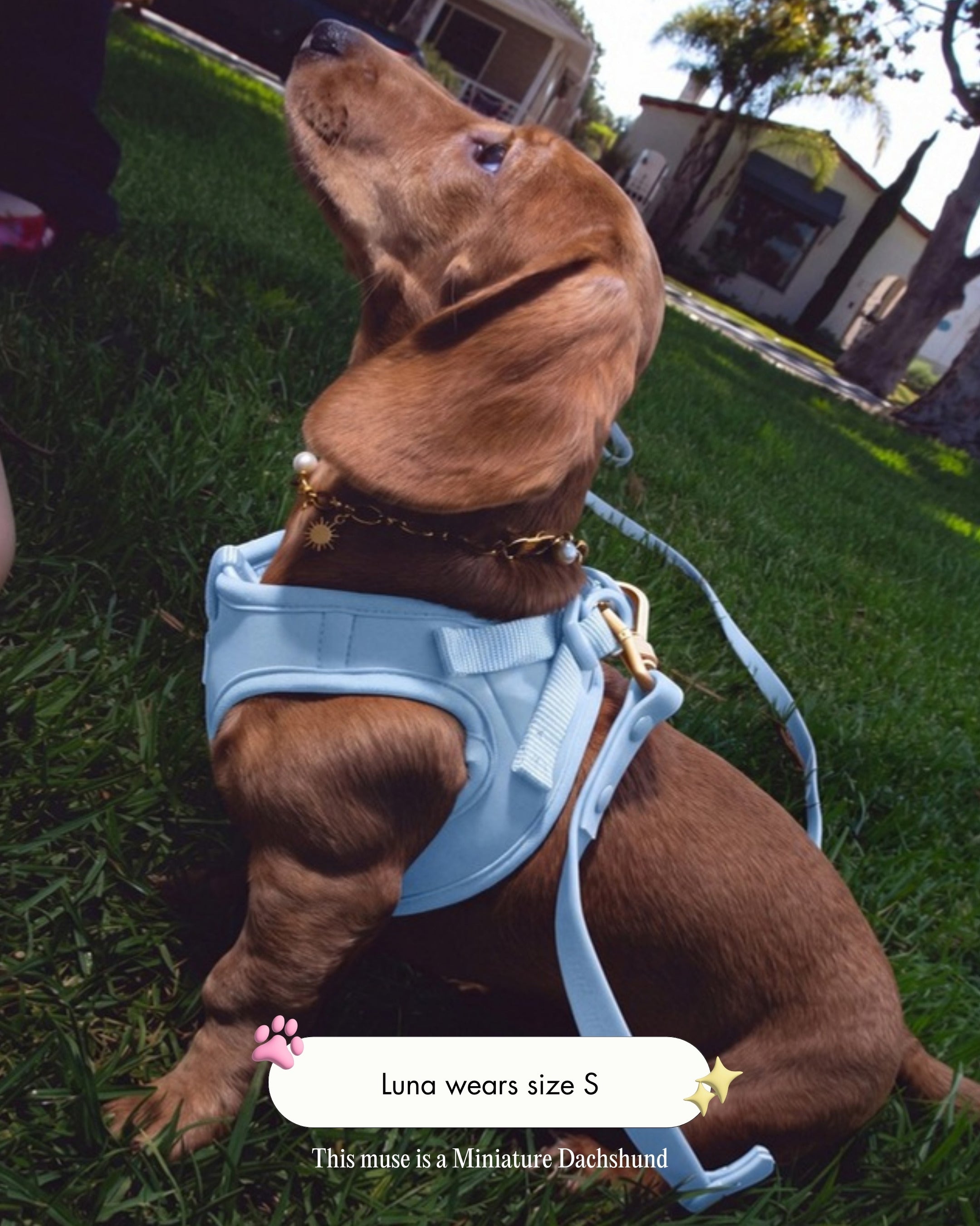 Luna the Miniature Dachshund wearing the Step and Go Harness in Sky, size S