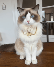 The Grace Necklace - FURRY MUSE SS25-NK-M03-S