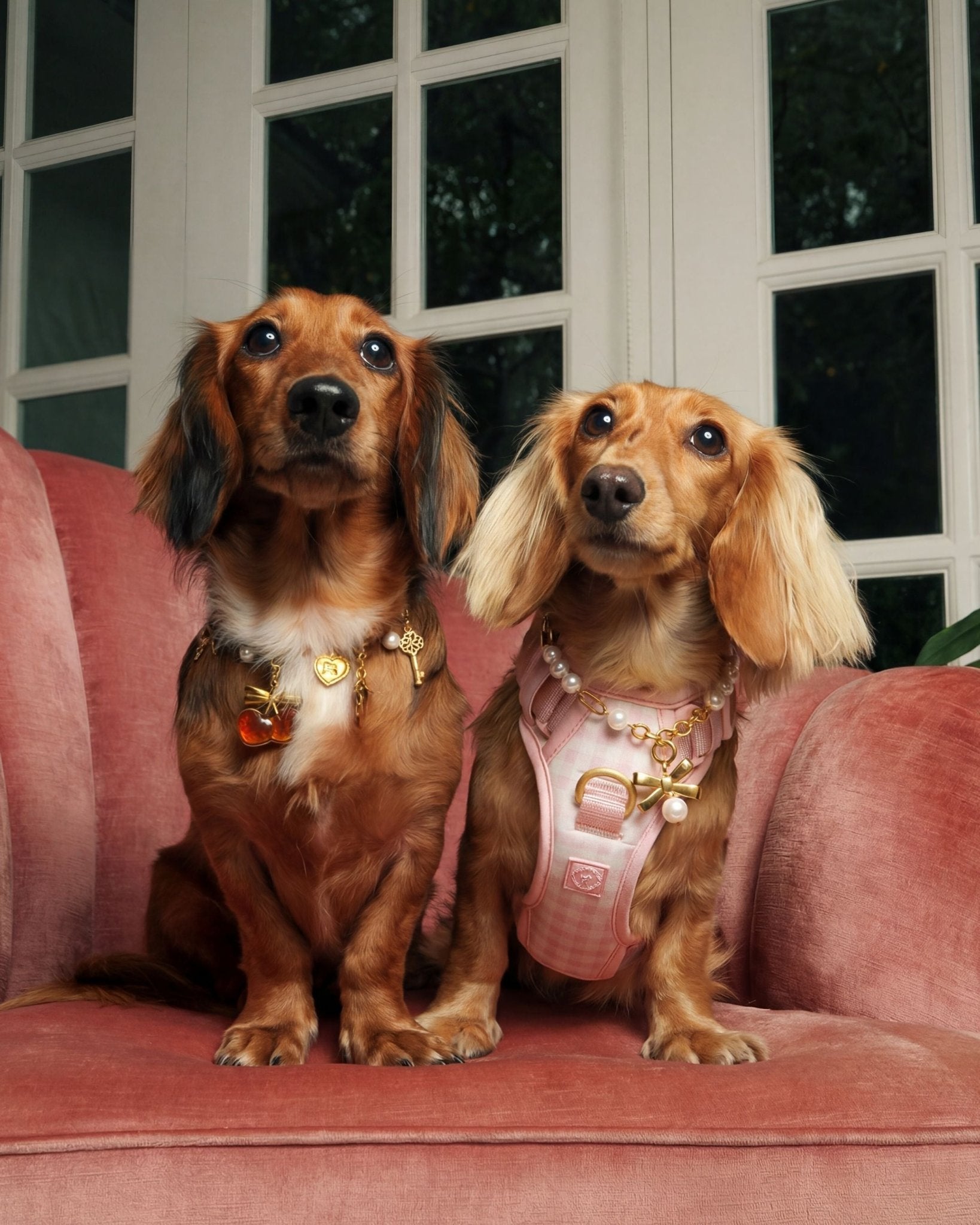 Furry Muse Pet Jewelry | The Zoe Pearl and Gold Pet Necklace