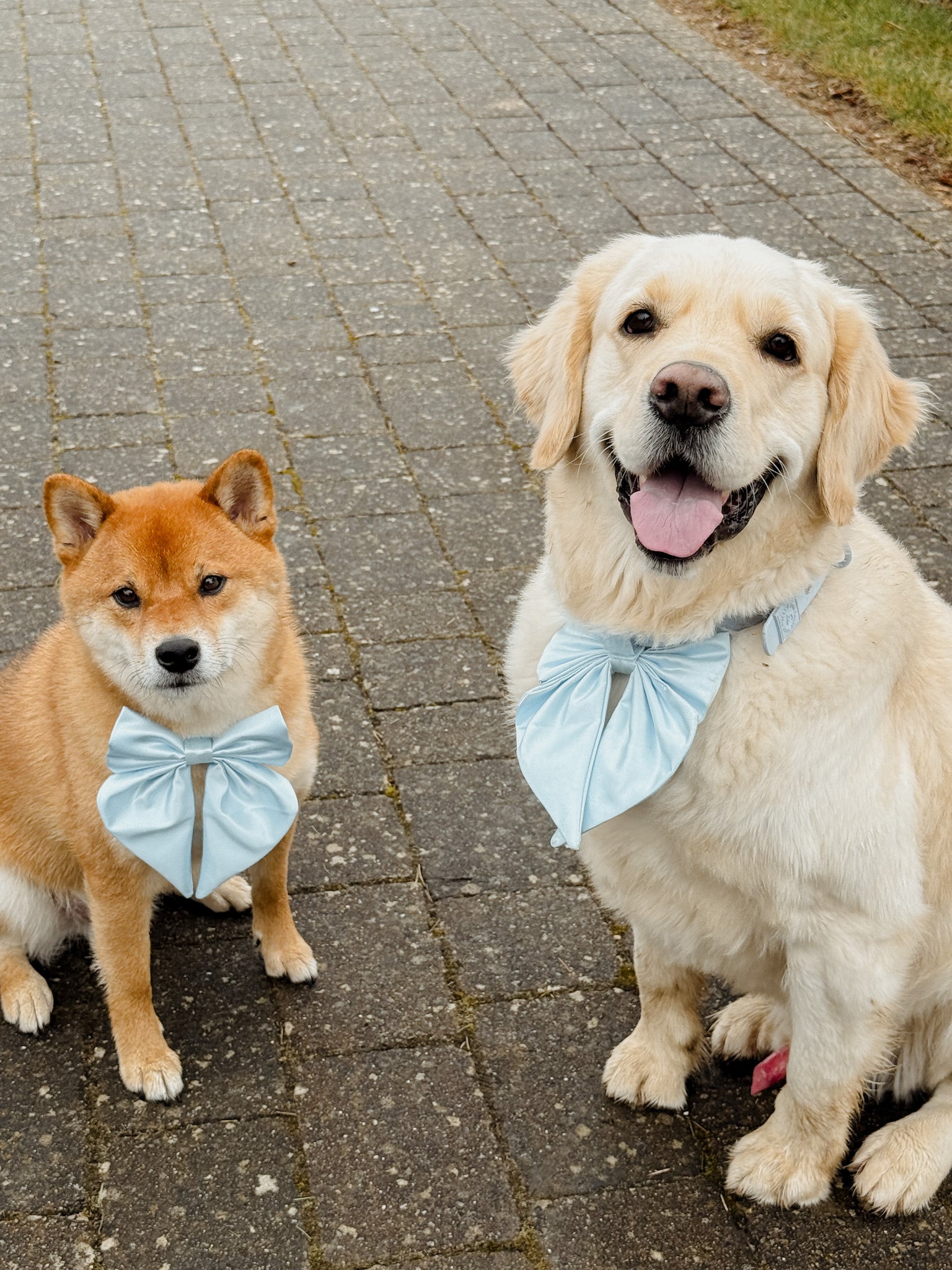 Wander! Collar Bow Sky