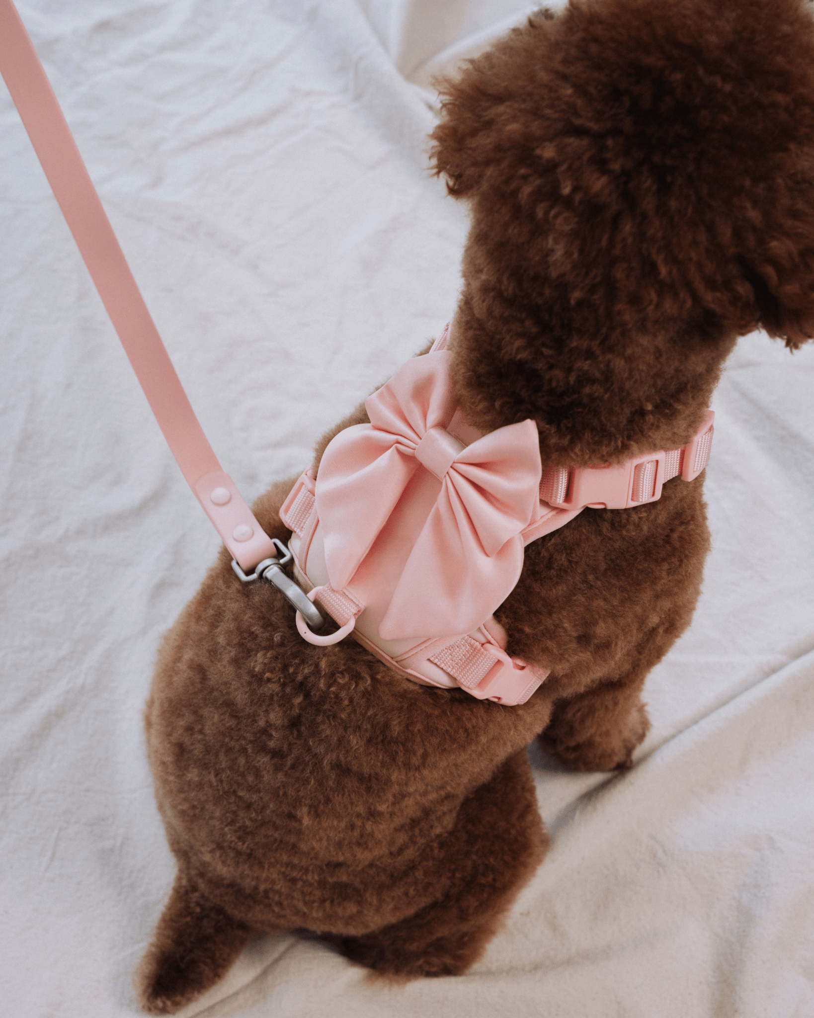 Wander! Bow Harness 2.0 - Blossom - FURRY MUSE WAN-HAR3-XXS-PN