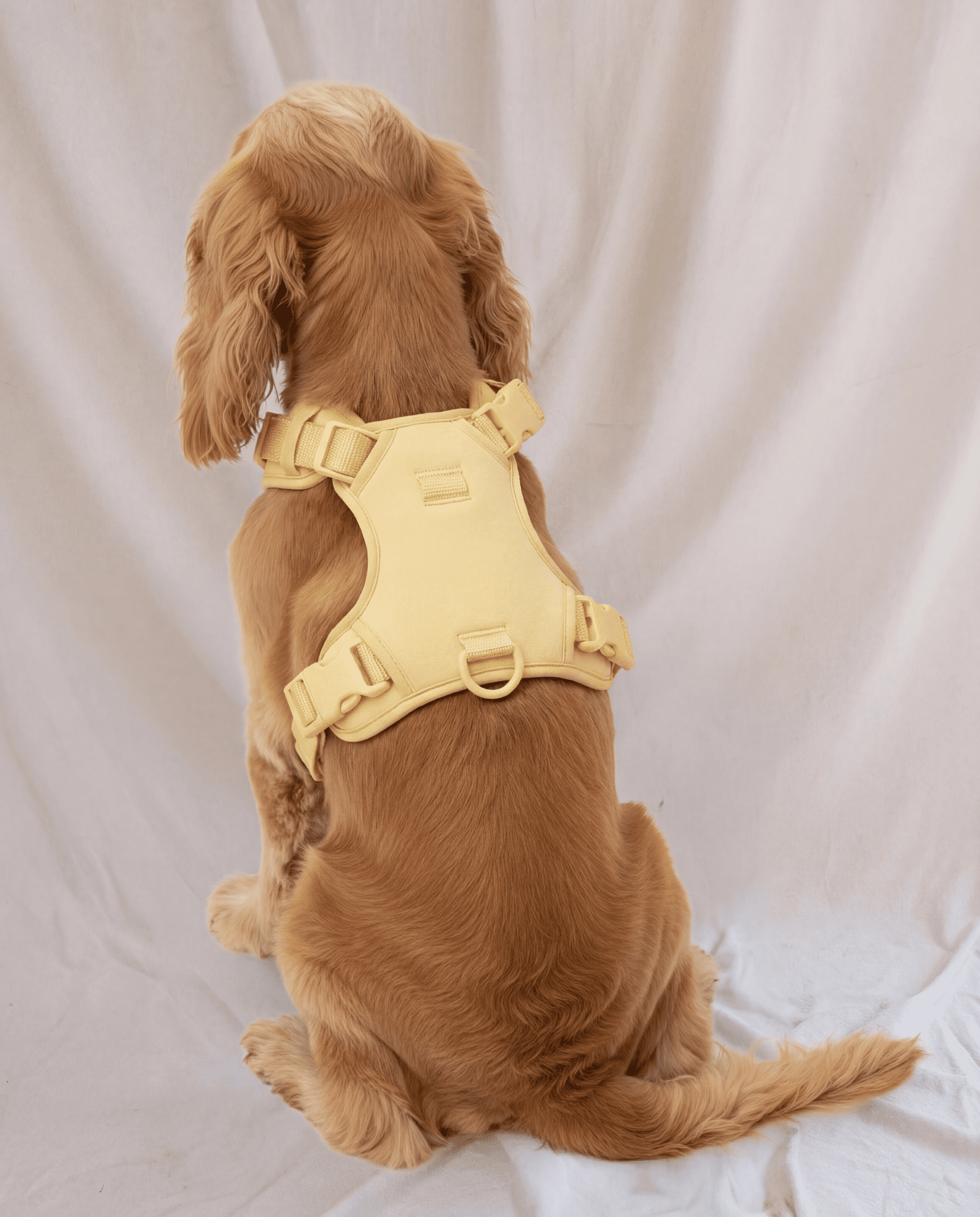 Wander! Bow Harness 2.0 - Buttercream - FURRY MUSE WAN-HAR3-XS-YL