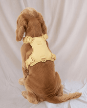 Wander! Bow Harness 2.0 - Buttercream - FURRY MUSE WAN-HAR3-XS-YL