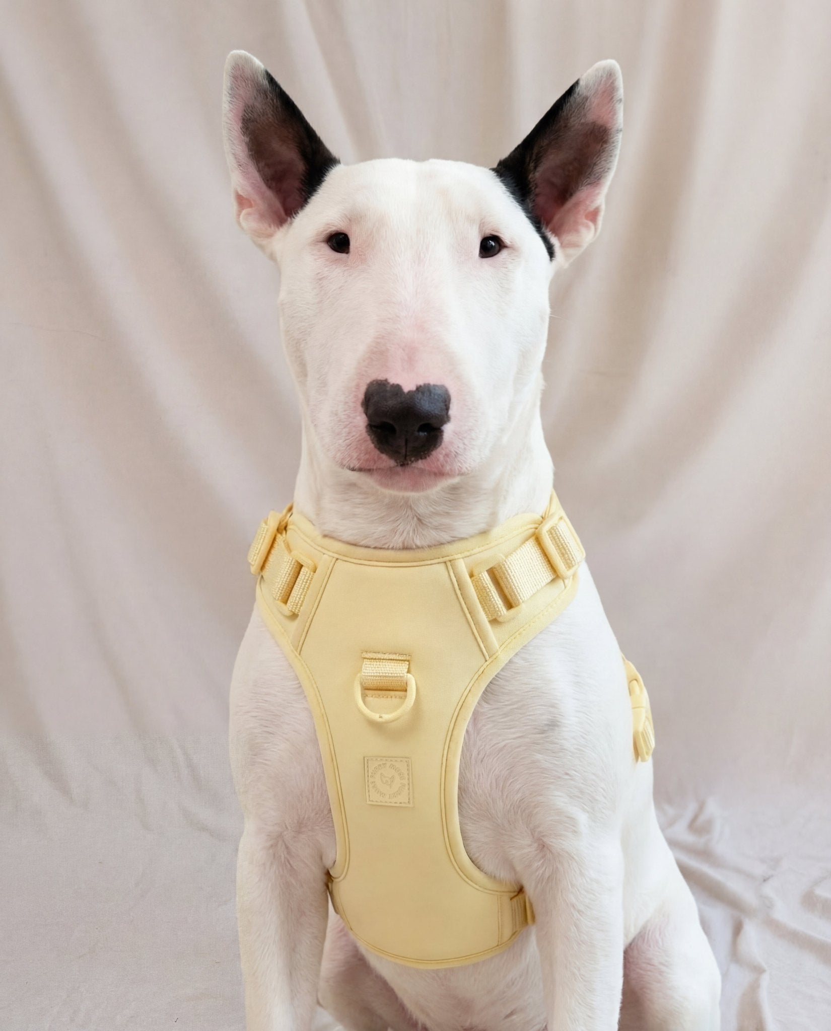 Wander! Bow Harness 2.0 - Buttercream - FURRY MUSE WAN-HAR3-XS-YL