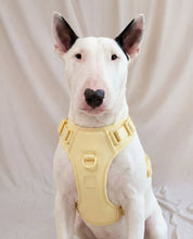 Wander! Bow Harness 2.0 - Buttercream - FURRY MUSE WAN-HAR3-XS-YL