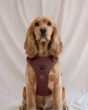Wander! Bow Harness 2.0 - Cocoa - FURRY MUSE WAN-HAR3-XS-BR