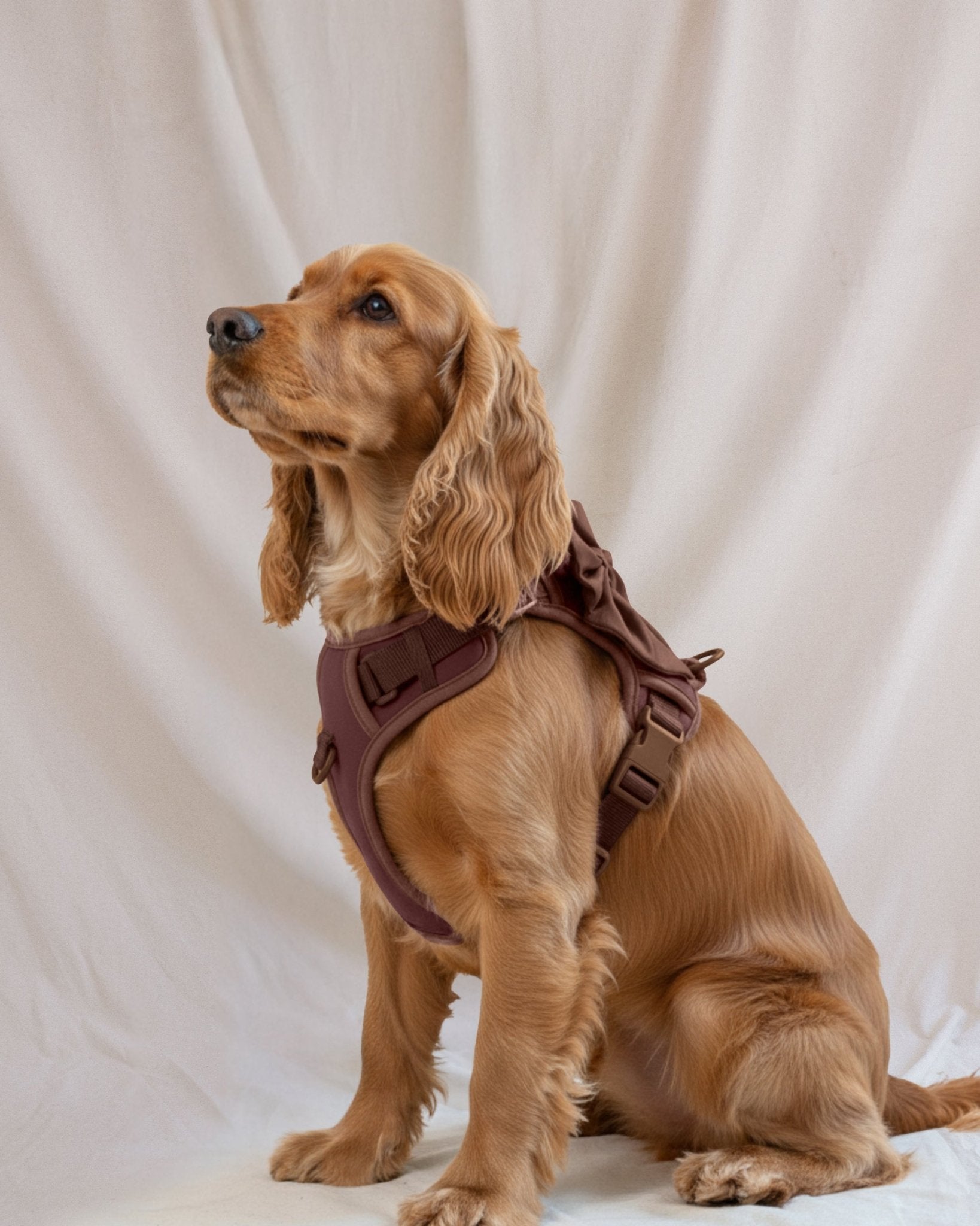 Wander! Bow Harness 2.0 - Cocoa - FURRY MUSE WAN-HAR3-XS-BR
