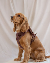Wander! Bow Harness 2.0 - Cocoa - FURRY MUSE WAN-HAR3-XS-BR