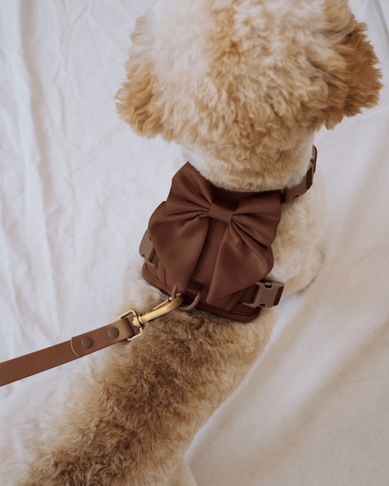Wander! Bow Harness 2.0 - Cocoa - FURRY MUSE WAN-HAR3-XS-BR