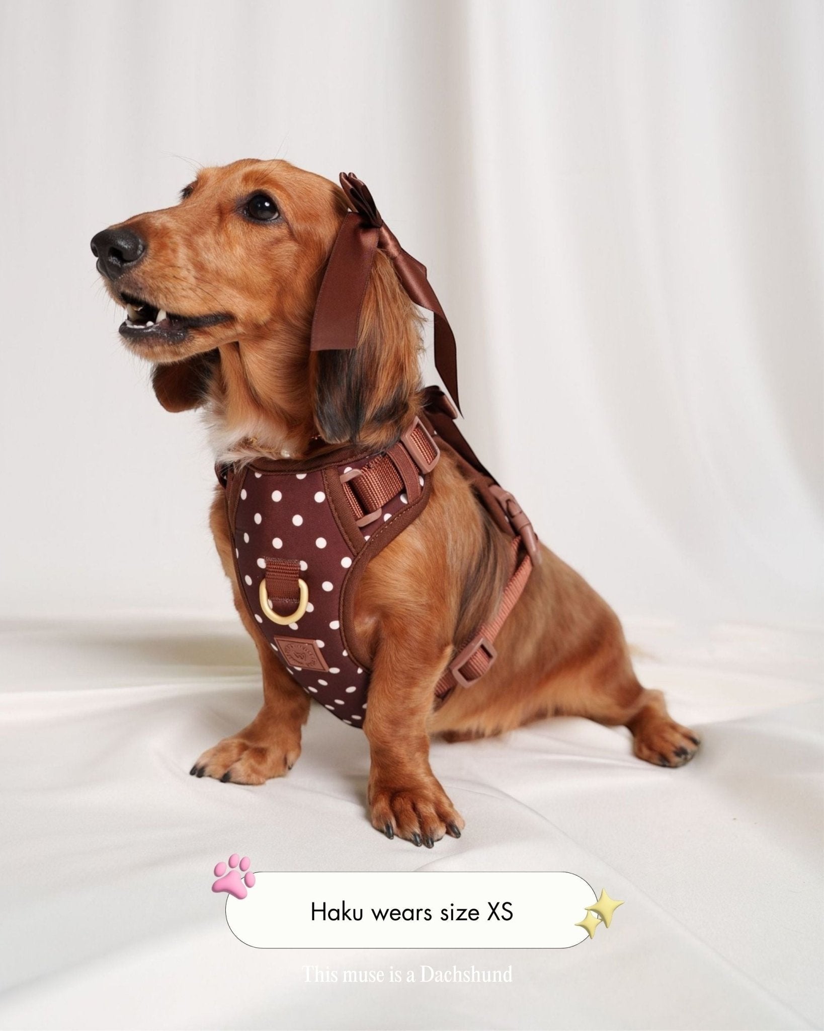 Bow Harness 2.0 – Cocoa Polka | No-Pull Premium Dog Harness