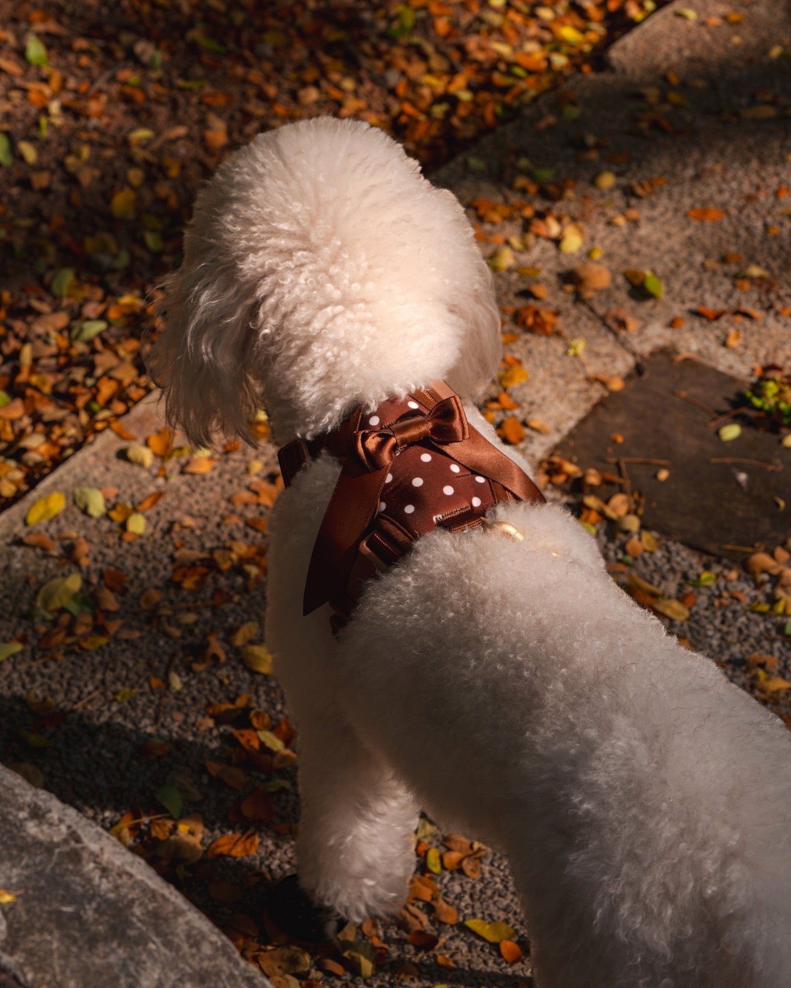 Wander! Bow Harness 2.0 - Cocoa Polka - FURRY MUSE WAN-HAR3-XS-BRP
