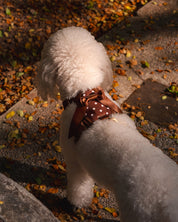 Wander! Bow Harness 2.0 - Cocoa Polka - FURRY MUSE WAN-HAR3-XS-BRP