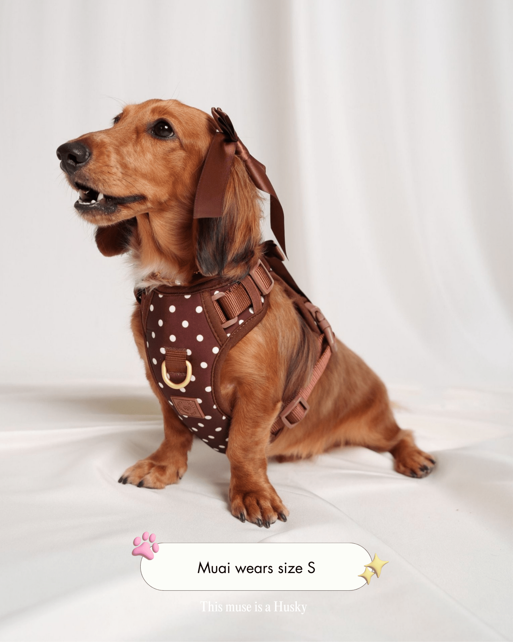 Wander! Bow Harness 2.0 - Cocoa Polka - FURRY MUSE WAN-HAR3-XS-BRP