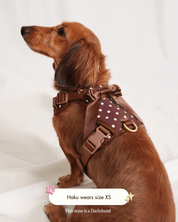 Wander! Bow Harness 2.0 - Cocoa Polka - FURRY MUSE WAN-HAR3-XS-BRP