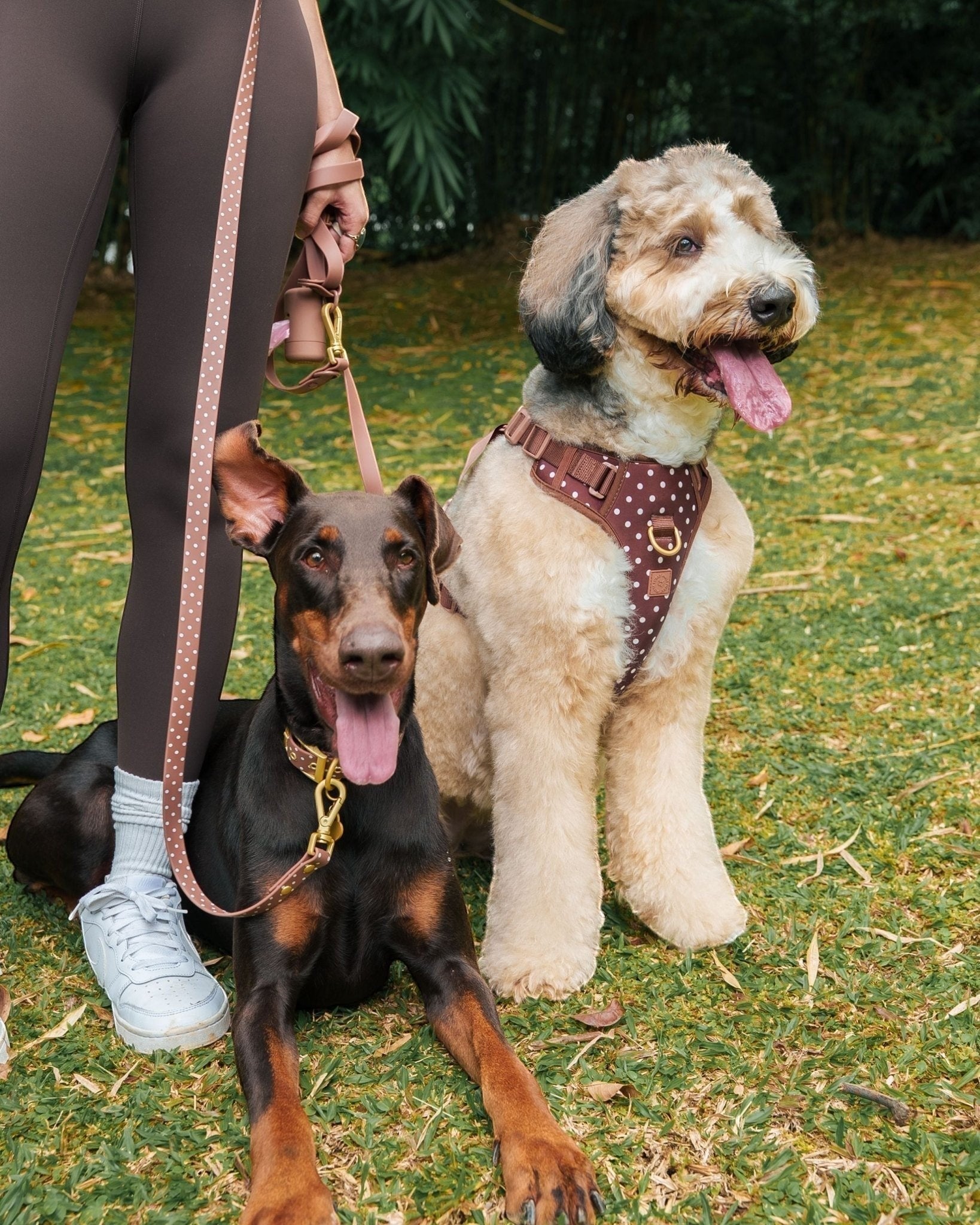 Wander! Bow Harness 2.0 - Cocoa Polka - FURRY MUSE WAN-HAR3-XS-BRP