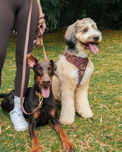 Wander! Bow Harness 2.0 - Cocoa Polka - FURRY MUSE WAN-HAR3-XS-BRP