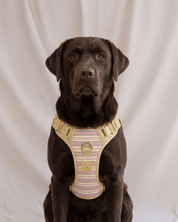 Wander! Bow Harness 2.0 - Lemonade Stripe - FURRY MUSE WAN-HAR3-XS-YPN