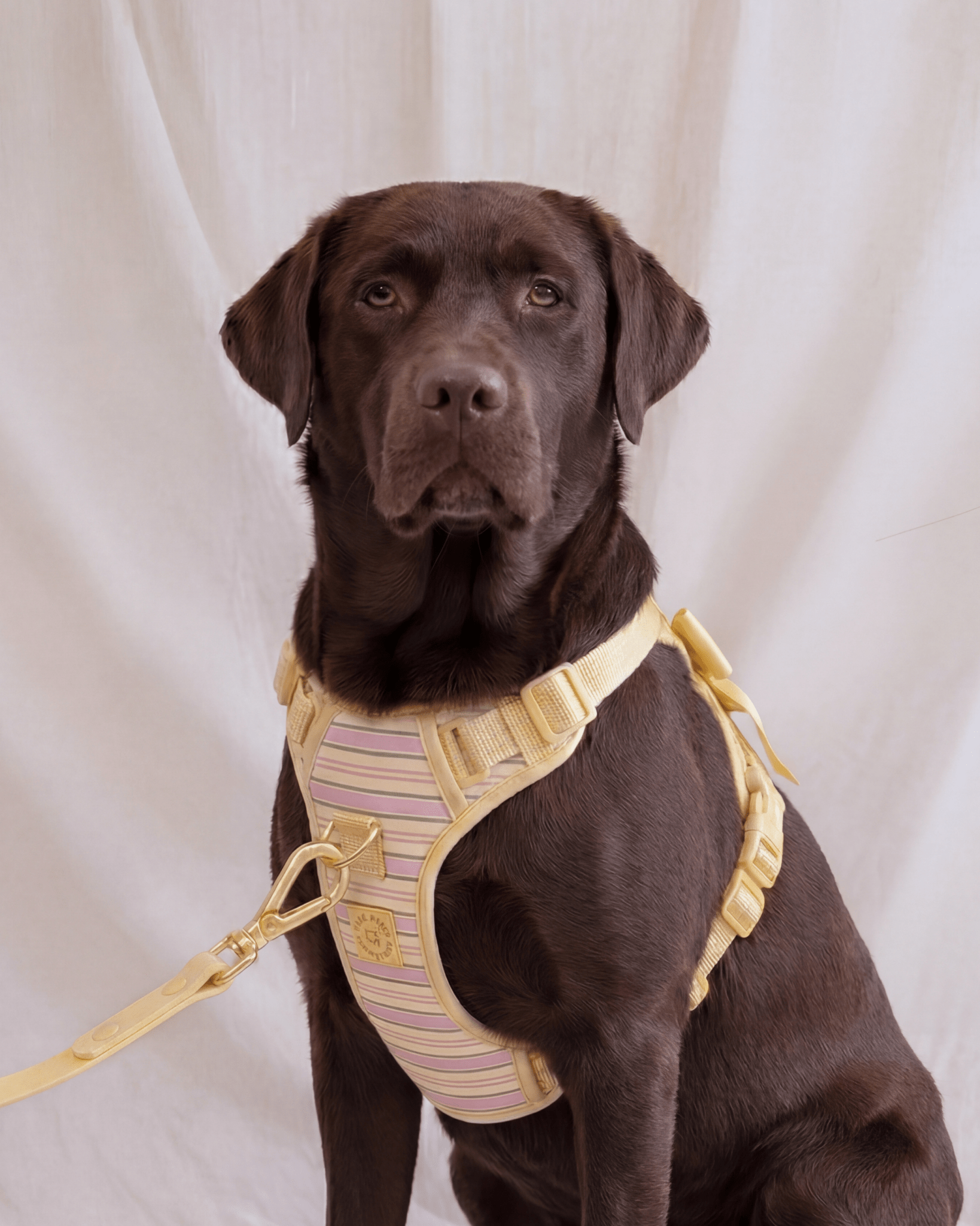 Wander! Bow Harness 2.0 - Lemonade Stripe - FURRY MUSE WAN-HAR3-XS-YPN