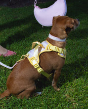 Wander! Bow Harness 2.0 - Lemonade Stripe - FURRY MUSE WAN-HAR3-XS-YPN