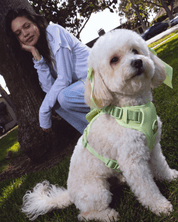 Wander! Bow Harness 2.0 - Matcha - FURRY MUSE WAN-HAR3-XS-GR