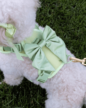 Wander! Bow Harness 2.0 - Matcha - FURRY MUSE WAN-HAR3-XS-GR