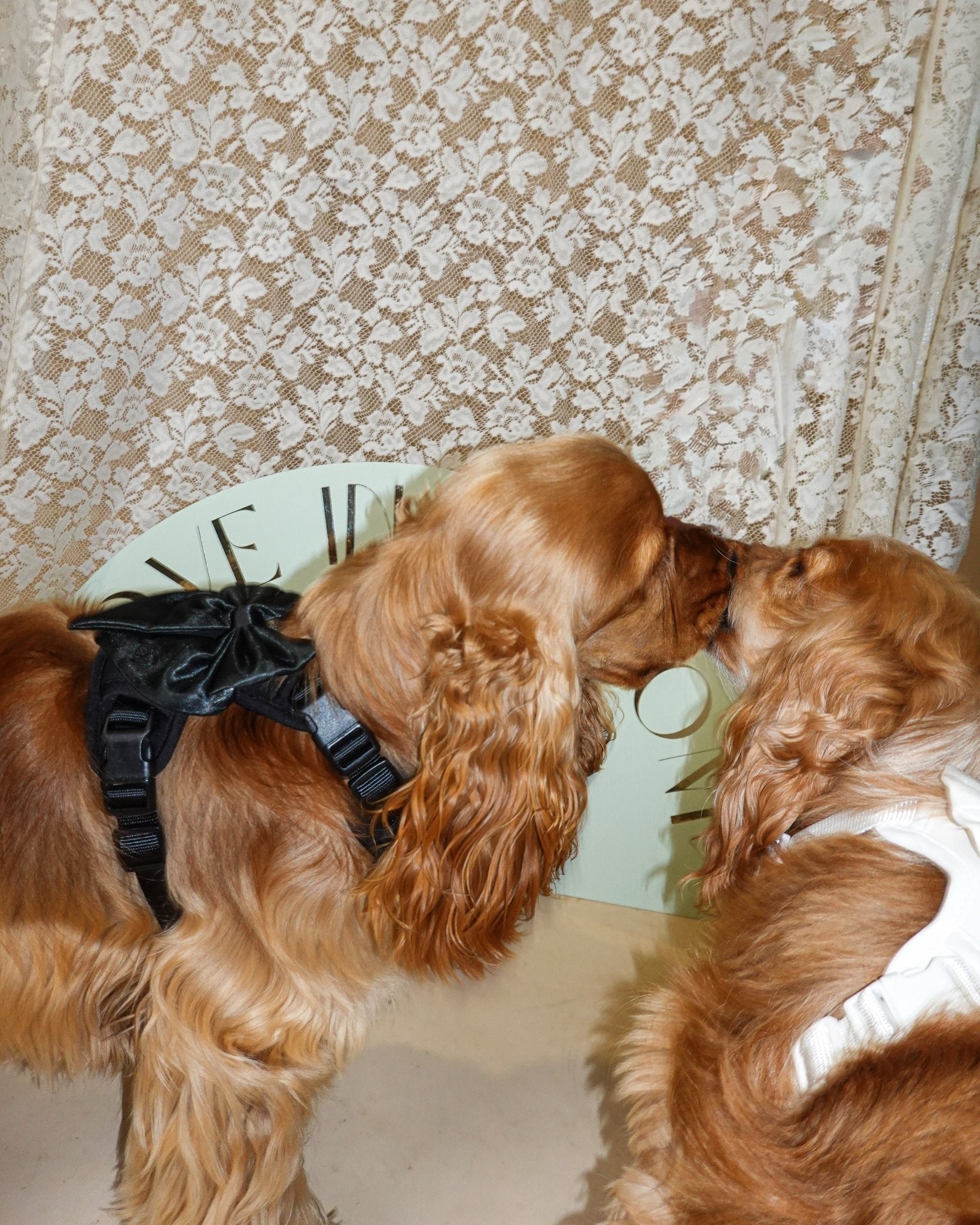 Wander! Bow Harness 2.0 - Midnight - FURRY MUSE WAN-HAR3-XS-BLK