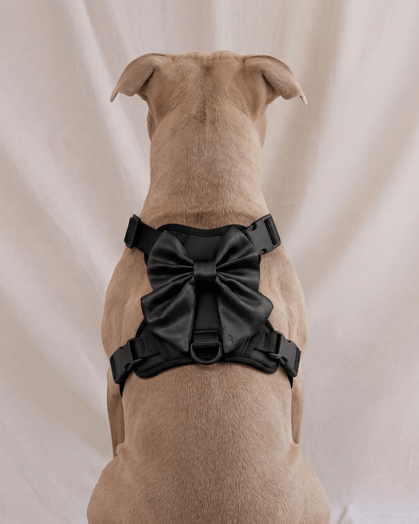 Wander! Bow Harness 2.0 - Midnight - FURRY MUSE WAN-HAR3-XS-BLK