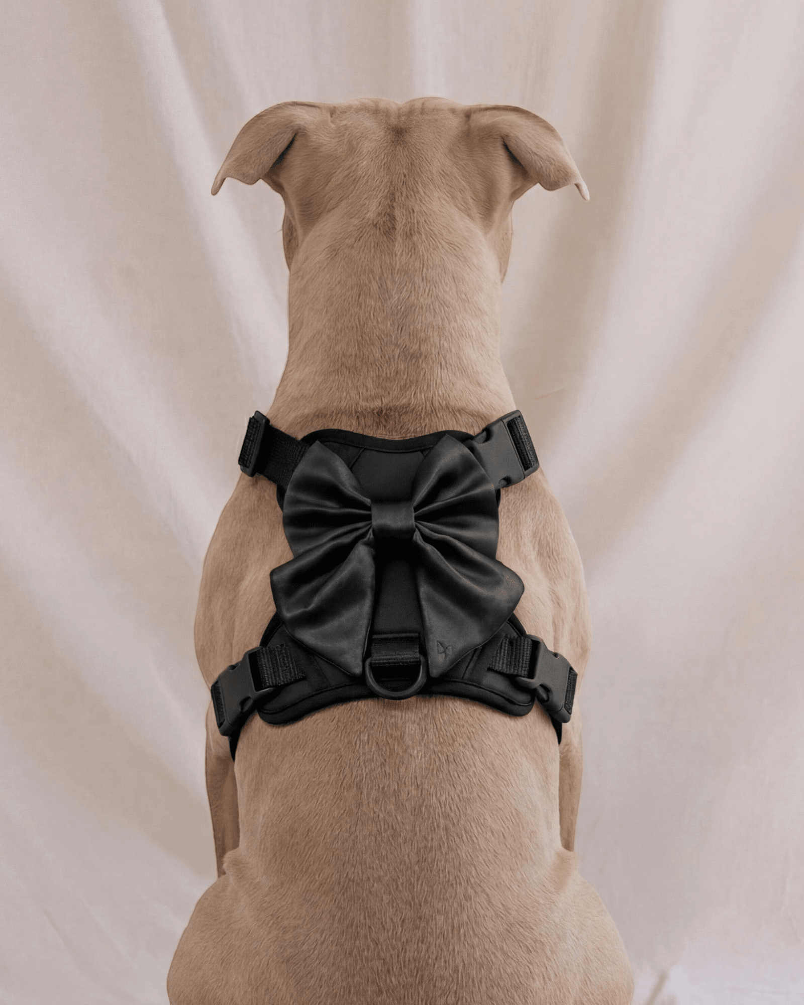 Wander! Bow Harness 2.0 - Midnight - FURRY MUSE WAN-HAR3-XS-BLK