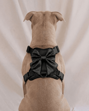 Wander! Bow Harness 2.0 - Midnight - FURRY MUSE WAN-HAR3-XS-BLK