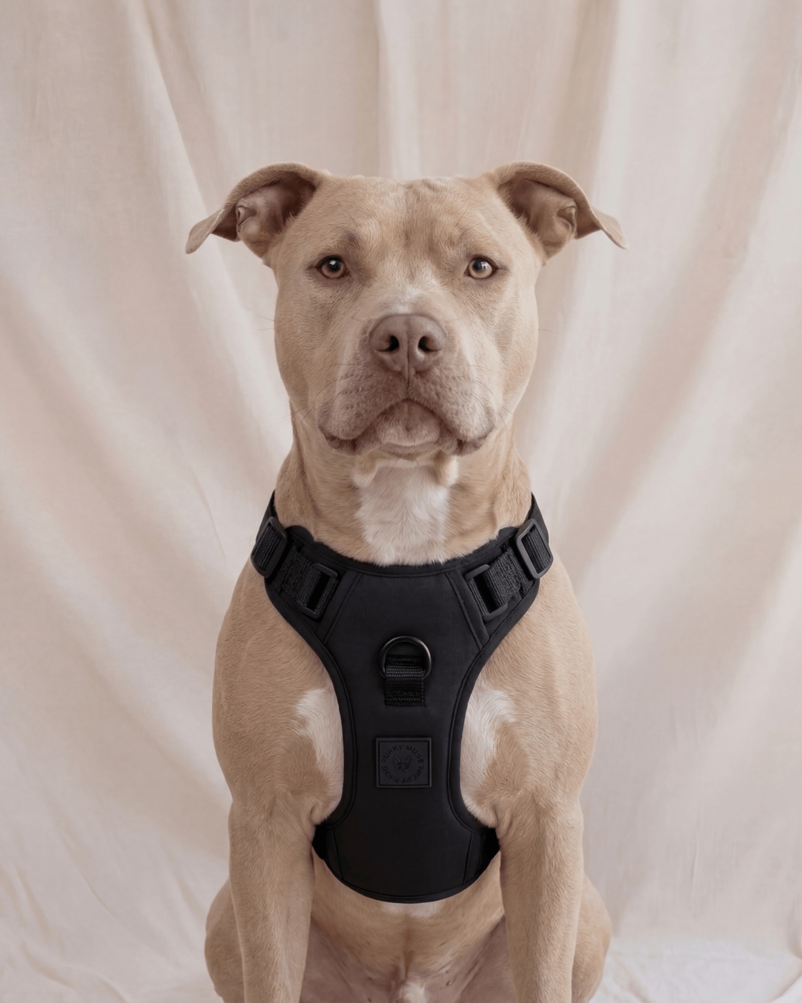 Wander! Bow Harness 2.0 - Midnight - FURRY MUSE WAN-HAR3-XS-BLK