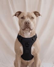 Wander! Bow Harness 2.0 - Midnight - FURRY MUSE WAN-HAR3-XS-BLK