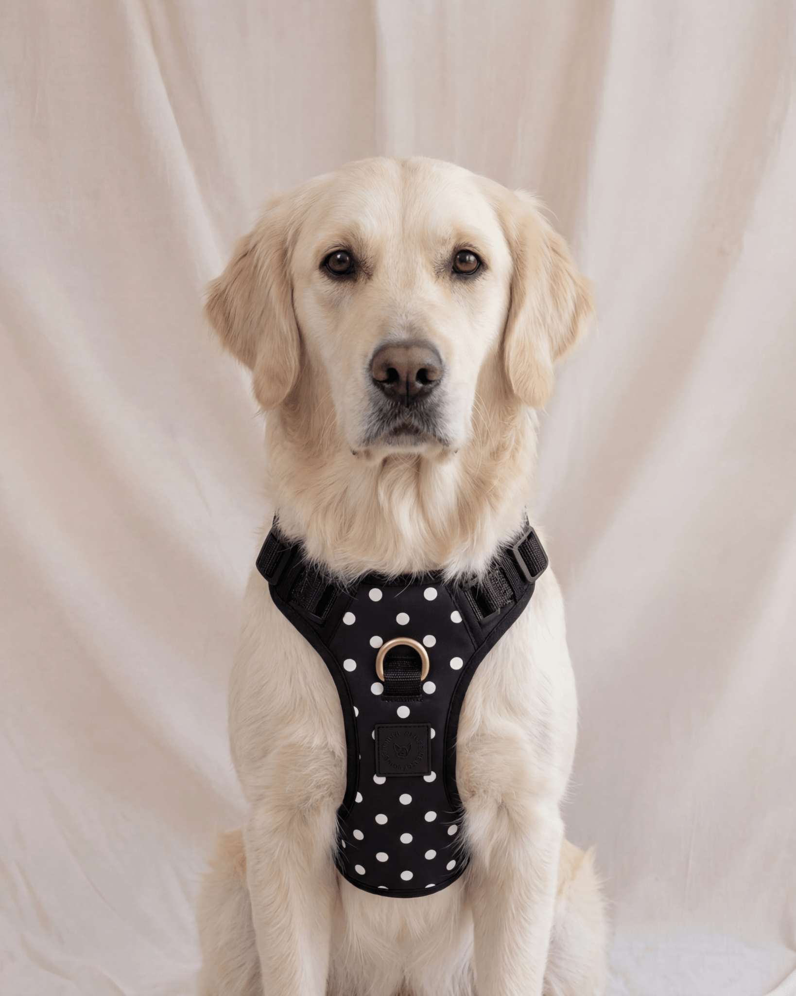 Wander! Bow Harness 2.0 - Midnight Polka Dot - FURRY MUSE WAN-HAR3-XS-BKP