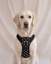 Wander! Bow Harness 2.0 - Midnight Polka Dot - FURRY MUSE WAN-HAR3-XS-BKP