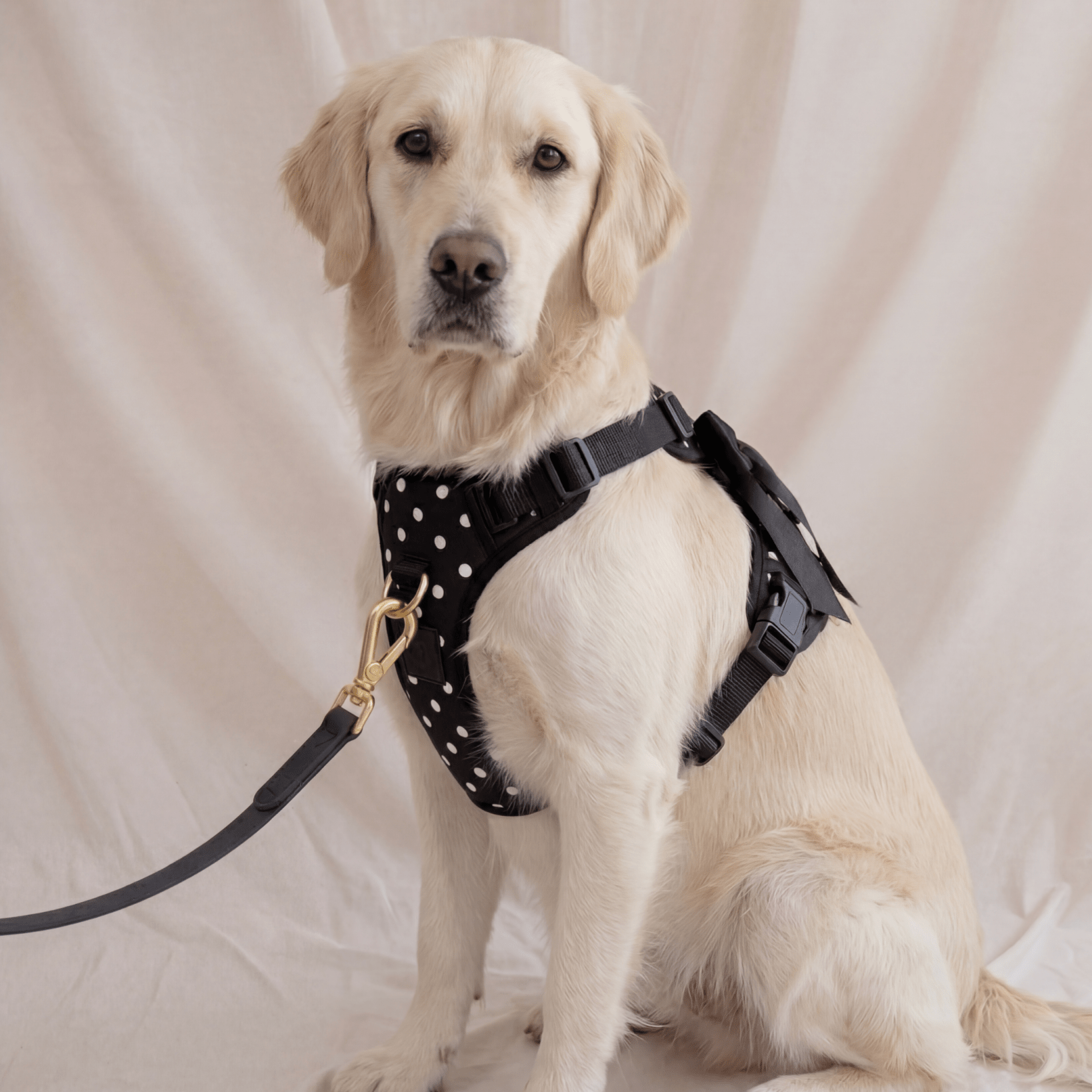 Wander! Bow Harness 2.0 - Midnight Polka Dot - FURRY MUSE WAN-HAR3-XS-BKP