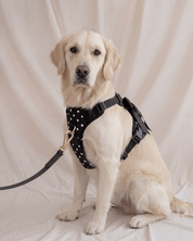 Wander! Bow Harness 2.0 - Midnight Polka Dot - FURRY MUSE WAN-HAR3-XS-BKP