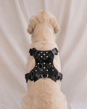 Wander! Bow Harness 2.0 - Midnight Polka Dot - FURRY MUSE WAN-HAR3-XS-BKP
