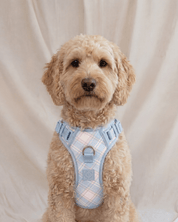 Wander! Bow Harness 2.0 - Seaside Plaid - FURRY MUSE WAN-HAR3-XS-LBPD