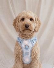 Wander! Bow Harness 2.0 - Seaside Plaid - FURRY MUSE WAN-HAR3-XS-LBPD