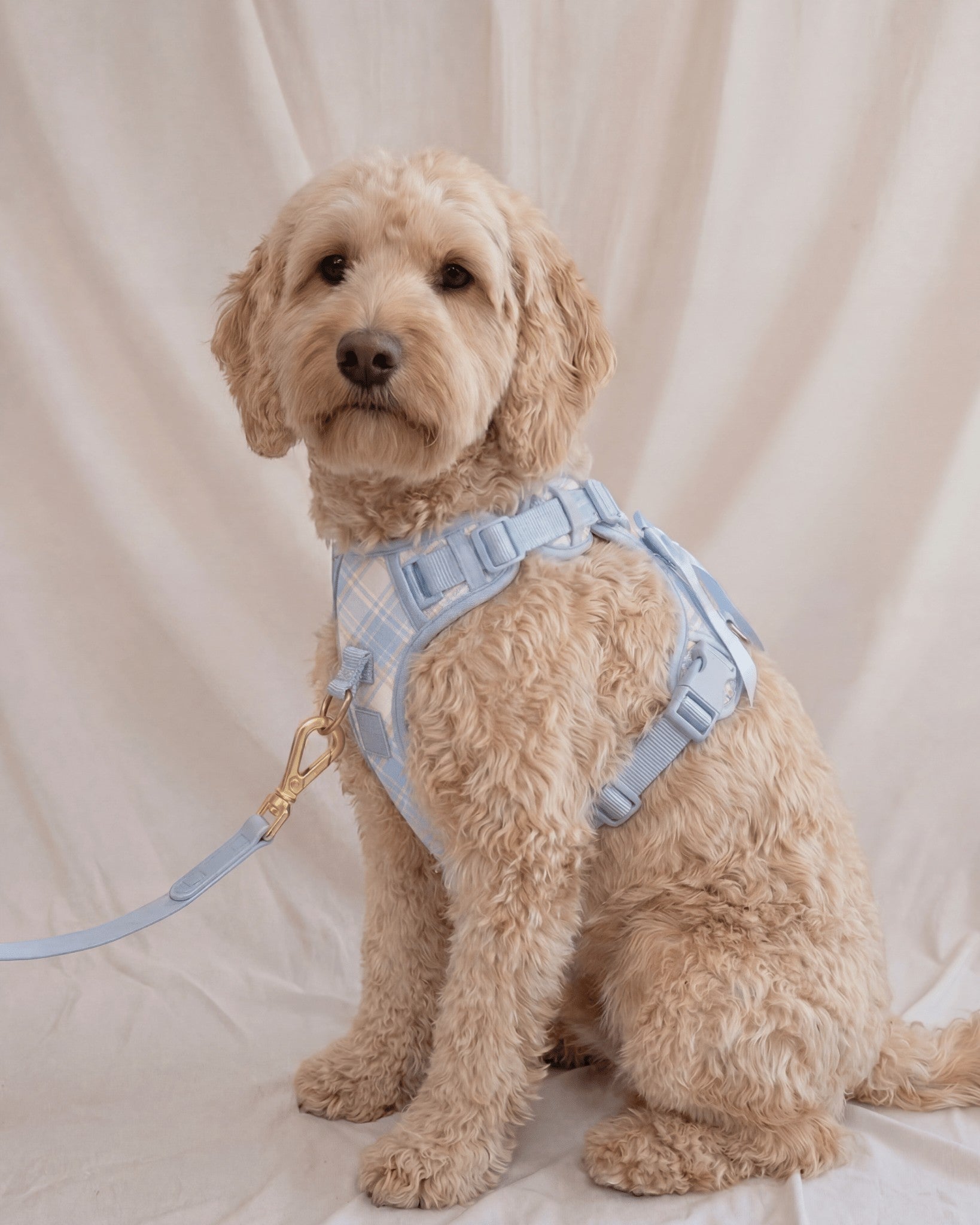 Wander! Bow Harness 2.0 - Seaside Plaid - FURRY MUSE WAN-HAR3-XS-LBPD