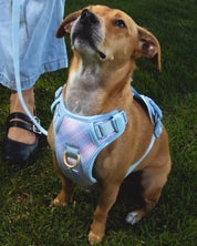 Wander! Bow Harness 2.0 - Seaside Plaid - FURRY MUSE WAN-HAR3-XS-LBPD