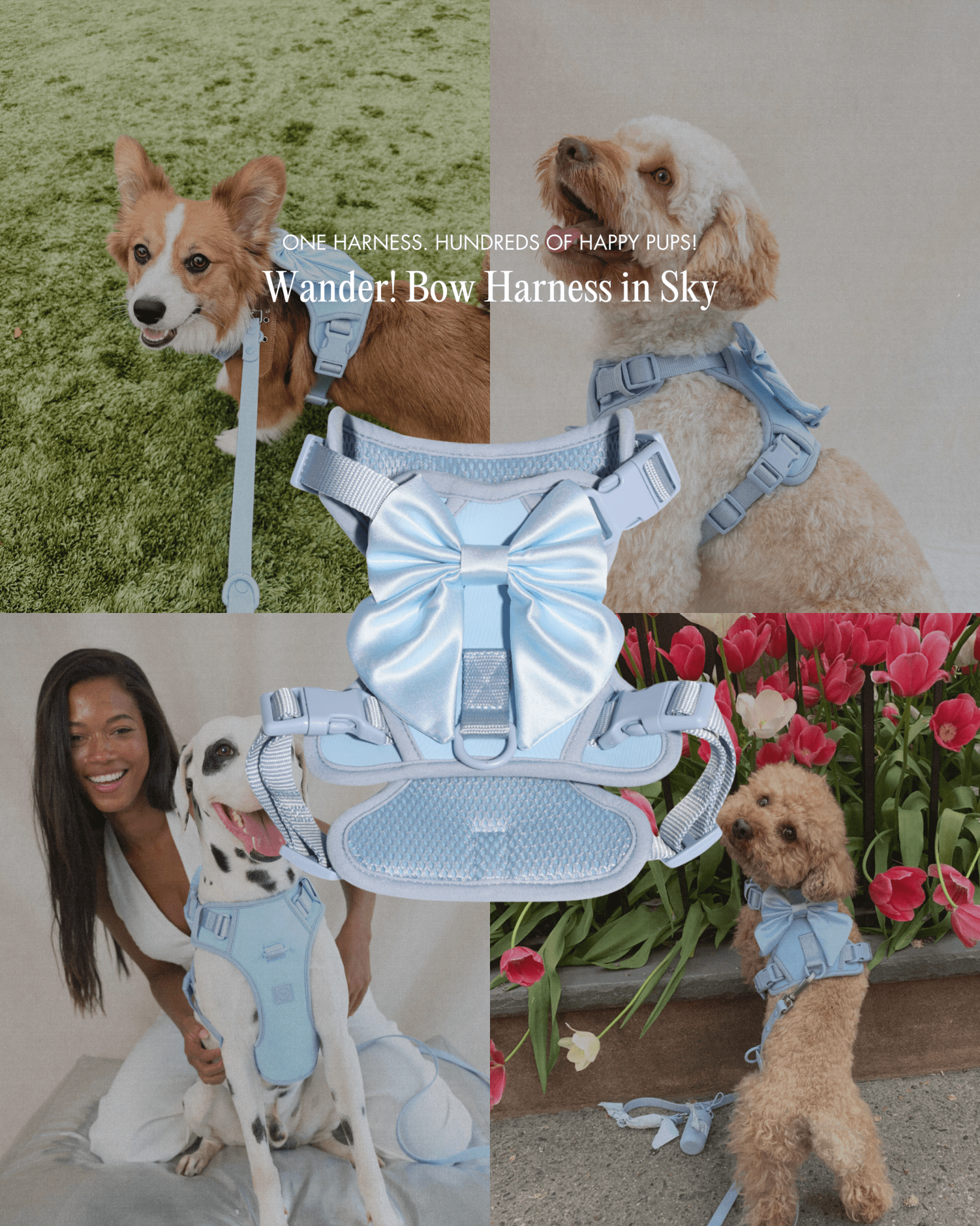 ドッグフード bow Dog Harness and Leash Set | Wander! Bow Kit Sky – FURRY MUSE