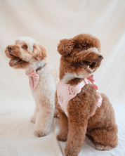 Wander! Bow Harness Blossom - FURRY MUSE WAN - HAR2 - XS - PN