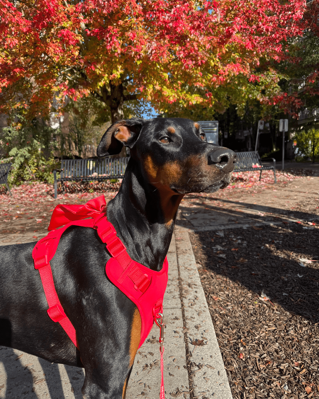 Wander! Bow Harness Cherry - FURRY MUSE WAN - HAR2 - XS - RD