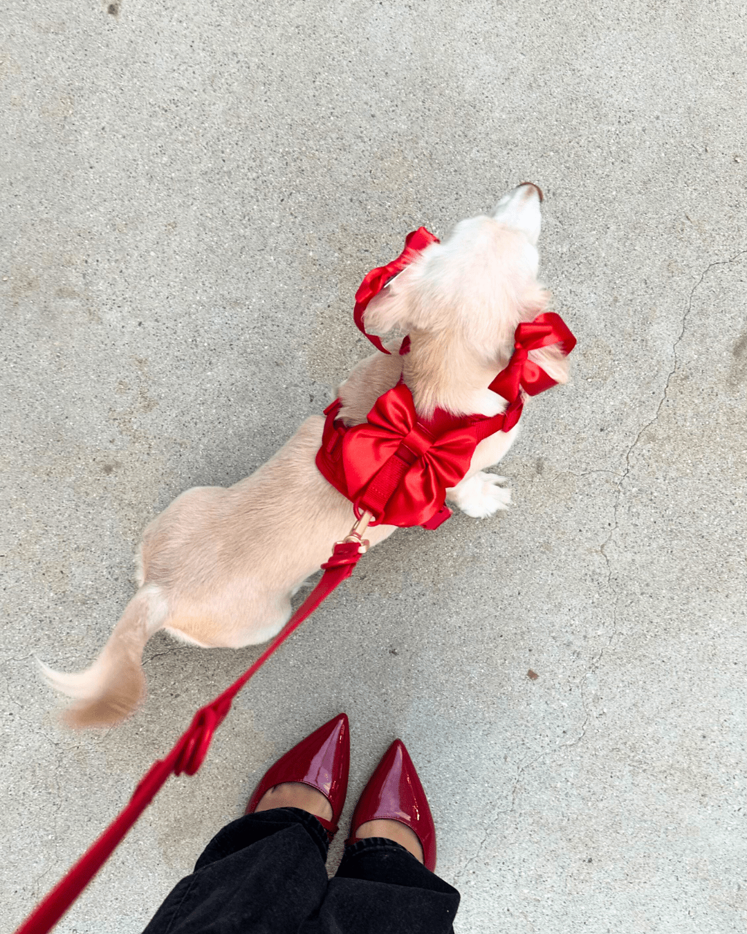 Wander! Bow Harness Cherry - FURRY MUSE WAN - HAR2 - XS - RD