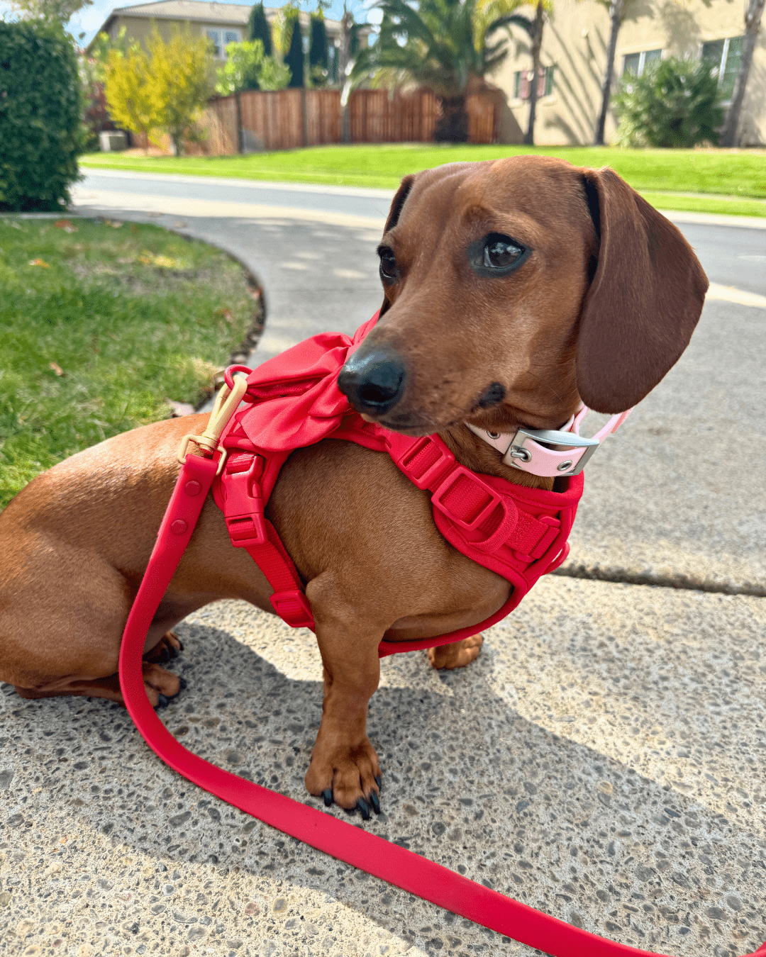 Wander! Bow Harness Cherry - FURRY MUSE WAN - HAR2 - XS - RD