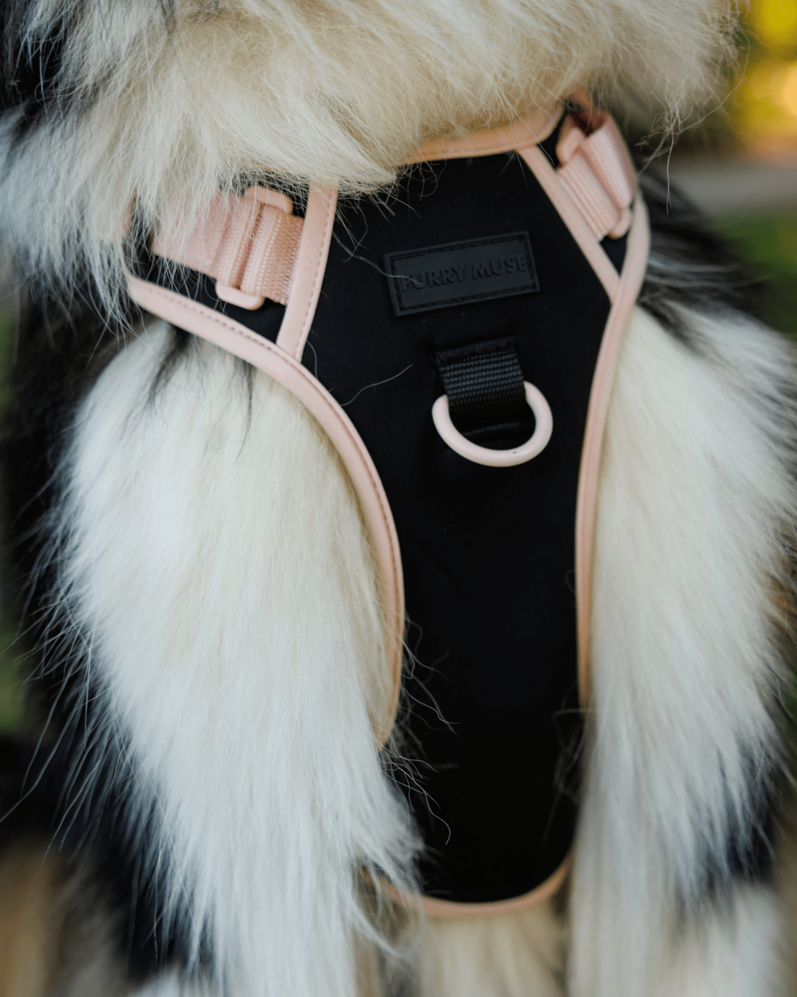 Wander! Bow Harness Kit Ballerina - FURRY MUSE WAN - BOW - HKIT - XS - BK