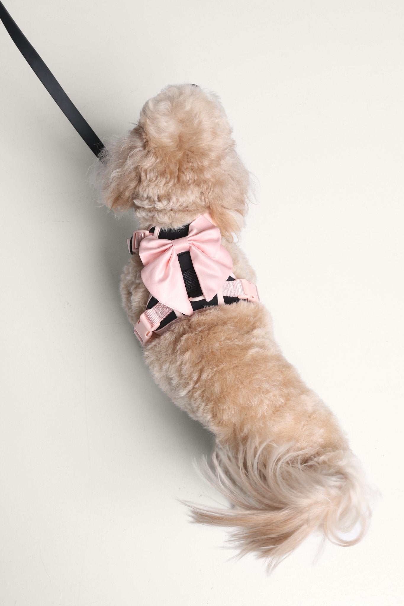 Wander! Bow Harness Kit Ballerina - FURRY MUSE WAN - BOW - HKIT - XS - BK